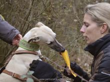 WS Personensuchhunde0102