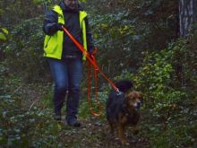 WS Personensuchhunde0104
