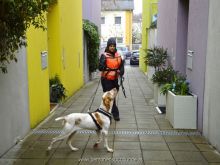 WS Personensuchhunde0113