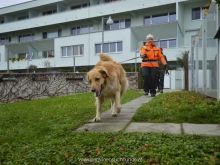 WS Personensuchhunde0114
