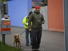 WS Personensuchhunde0115