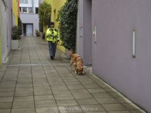 WS Personensuchhunde0116