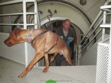 WS Personensuchhunde0118