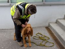 mantrailing-ausbildung 02