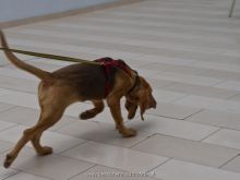 mantrailing-ausbildung 03