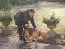mantrailing-ausbildung 08