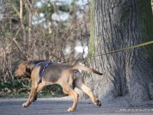 mantrailing-quality 2012 08