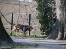 mantrailing-quality 2012 09