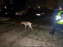 mantrailing-training 31012013 3