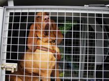 mantrailing einsatztraining 2013 8