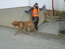 mantrailing training 012013 02