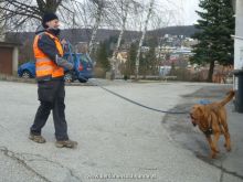 mantrailing training 012013 03