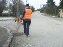 mantrailing training 012013 04
