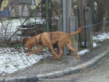 mantrailing training 012013 05