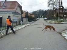 mantrailing training 012013 06
