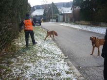 mantrailing training 012013 07