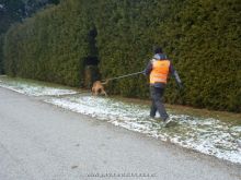 mantrailing training 012013 08