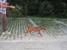 mantrailing training 072013 2