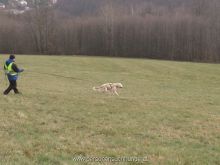 mantrailing training 2013 06