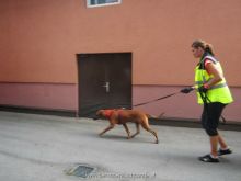 mantrailing training 2013 13