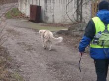 mantrailing training 2013 15