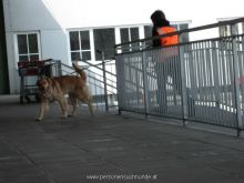 mantrailing training 2013 25