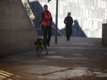 mantrailing training 2013 33