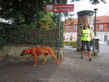 mantrailing training 2013 50