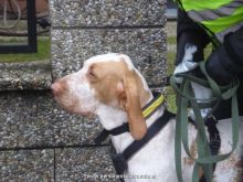 mantrailing ulli-kellner 02