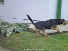 mantrailing ulli-kellner 09