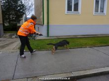 mantrailing ulli-kellner 10