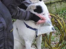 mantrailing ulli-kellner 12