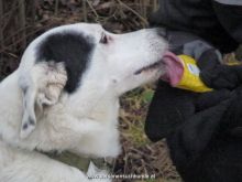 mantrailing ulli-kellner 18