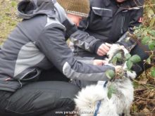 mantrailing ulli-kellner 21