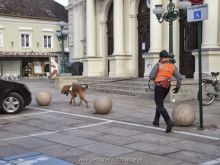 mantrailing ulli kellner10