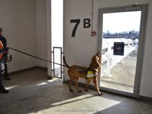 mantrailing ulli kellner16