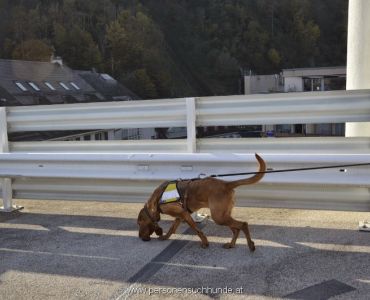 Mantrailing Einsatz