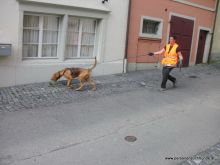 personensuchhunde 2012 11