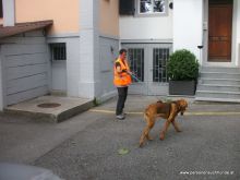 personensuchhunde 2012 14
