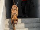 personensuchhunde kellner mantrailing 109