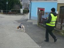 personensuchhunde trailen 012013 01