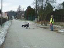 personensuchhunde trailen 012013 03