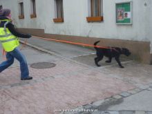 personensuchhunde trailen 012013 06