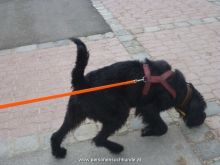 personensuchhunde trailen 012013 07