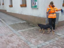 personensuchhunde trailen 012013 10