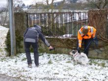 personensuchhunde trailen 012013 18