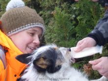 personensuchhunde trailen 012013 21