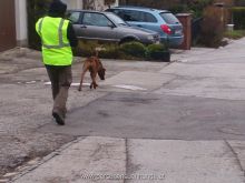 personensuchhunde training02
