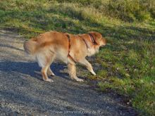 personensuchhunde training06