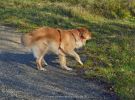 personensuchhunde training06